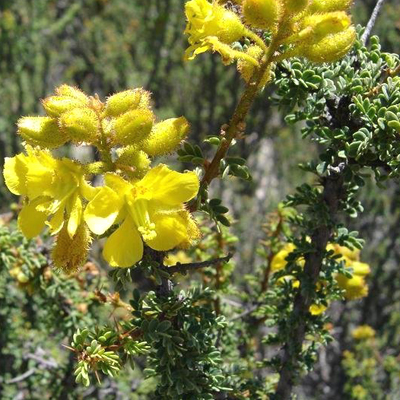 Mathias Chapman wild chinchilla forage Algarrobilla Balsamocarpon Brevifolium